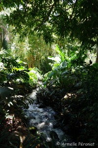 Guadeloupe Août 2015-02746   